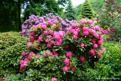 Rhododendronpark Wachwitz