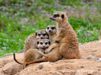 Zoo Dresden